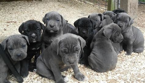 more from nearby areas (sorted by distance) search a wider area. . Cane corso for sale tampa